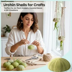 Sea Urchin 18 Green Sea Urchins 1.5-2.5" Green Sea Urchin Shells for Craft and Décor