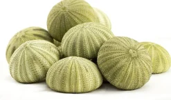 Sea Urchin 12 Green Sea Urchin Shell 1.5"-2.5" for Crafts and Decor
