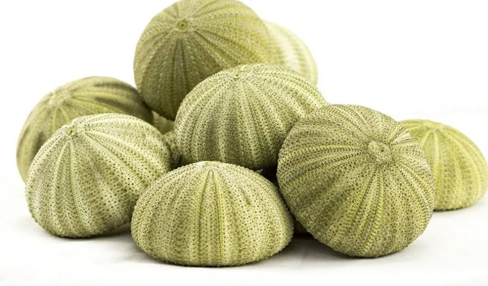 Sea Urchin 12 Green Sea Urchin Shell 1.5"-2.5" for Crafts and Decor