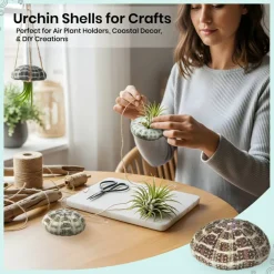 Sea Urchin 3 Large Alphonse Sea Urchin Shells 3