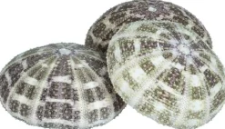 Sea Urchin 3 Large Alphonse Sea Urchin Shells 3