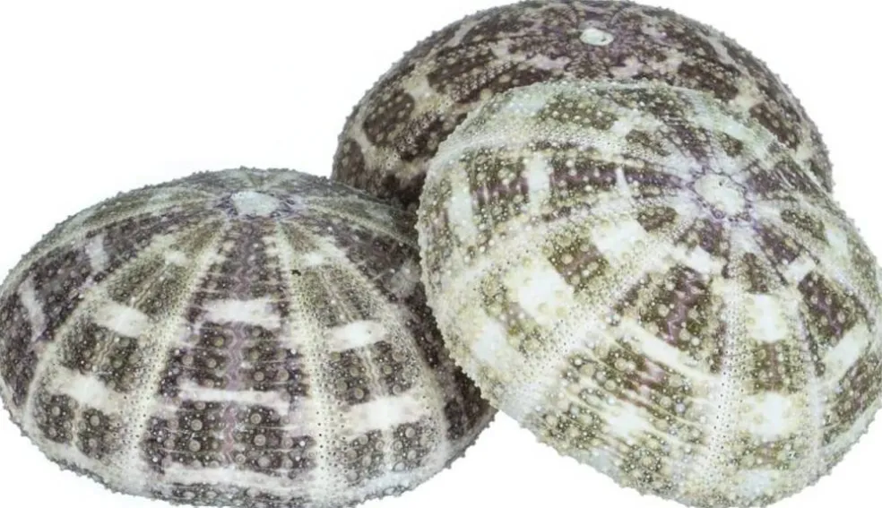 Sea Urchin 3 Large Alphonse Sea Urchin Shells 3"-4" for Craft and Decor