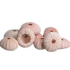 Sea Urchin 10 Pink Sea Urchin Shells 1"-2" for Crafts and Decor