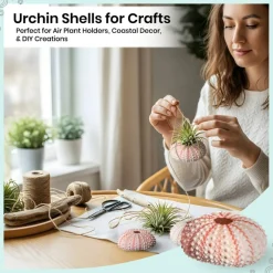 Sea Urchin 10 Pink Sea Urchin Shells 1