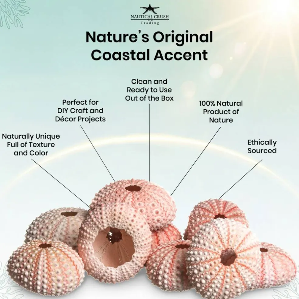 Sea Urchin 10 Pink Sea Urchin Shells 1"-2" for Crafts and Decor