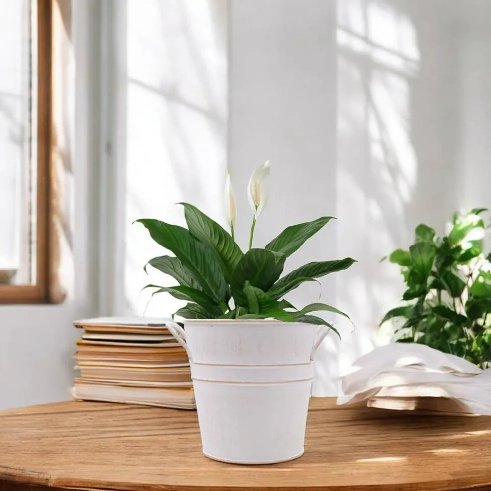 Set of 3 White Metal Bucket (White)