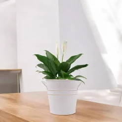 Set of 3 White Metal Bucket (White)