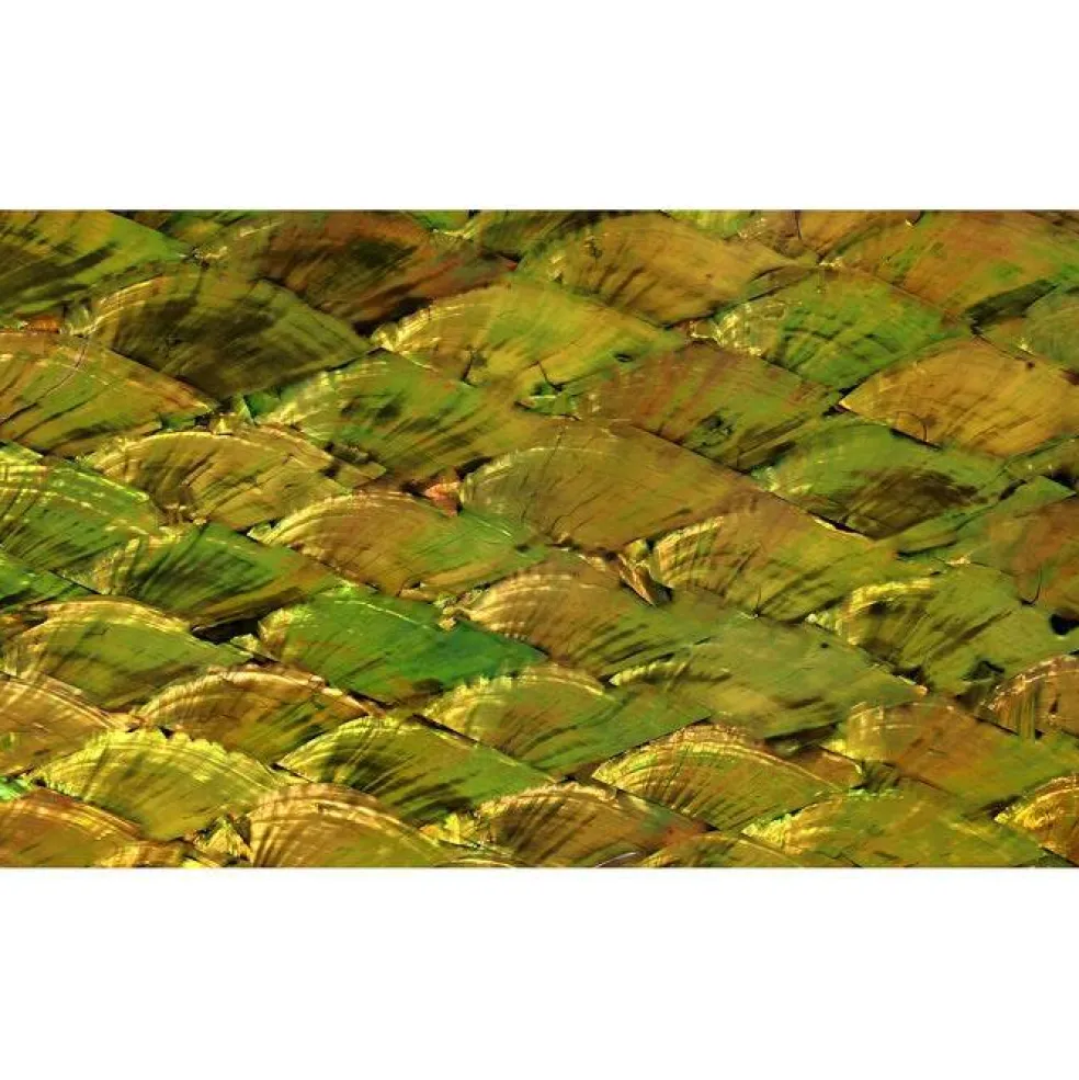 Shell Veneer, 5.5 x 9.5 inches | WMOP, BMOP, Abalone | Includes 3M Adhesive Sheet for Application, Great for Inlay Projects