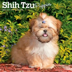 Shih Tzu Puppies | 2027 7 x 14 Inch (Hanging) Monthly Mini Wall Calendar