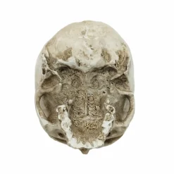 Skull Hanging Container by Ashland®