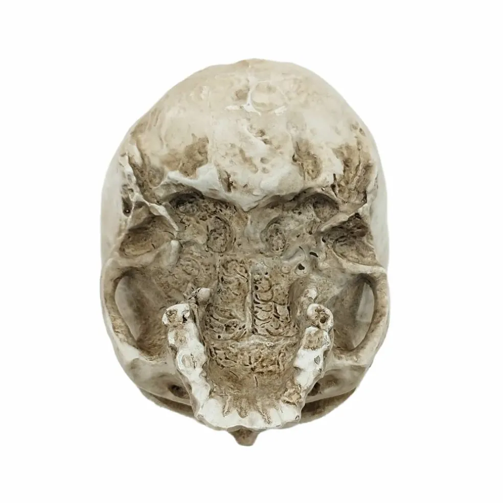 Skull Hanging Container by Ashland®