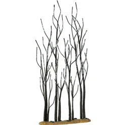 Stand of Sycamore Trees