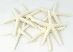 Starfish Decor - Star Fish for Craft - 6pk Real 3-4" White Sea Stars - Beach Wedding Decor - Coastal Party Decorations - Seashell Decor