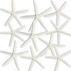 Starfish 10 Pack Large White Finger Starfish 6