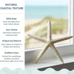 Starfish 10 Pack Large White Finger Starfish 6