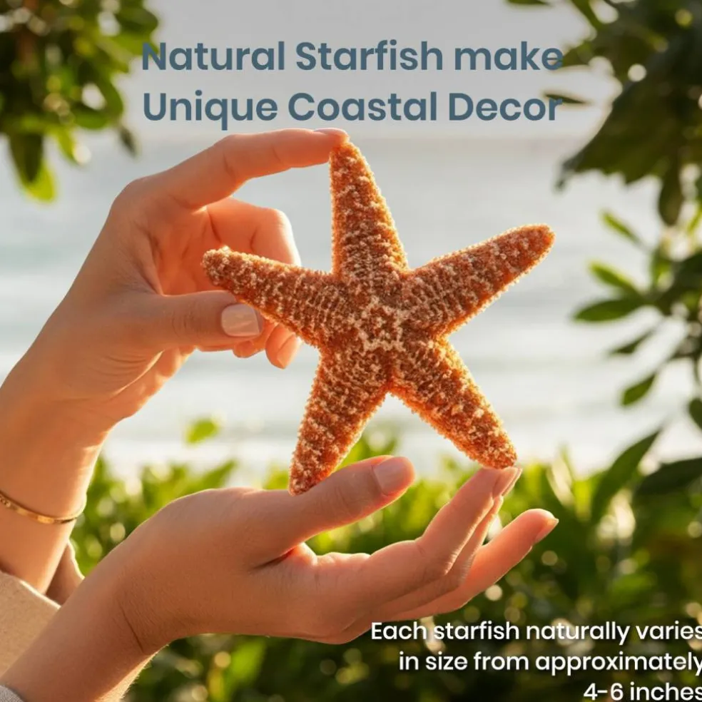Starfish 2 Real Large Brown Sugar Starfish 6" for Crafts and Decor