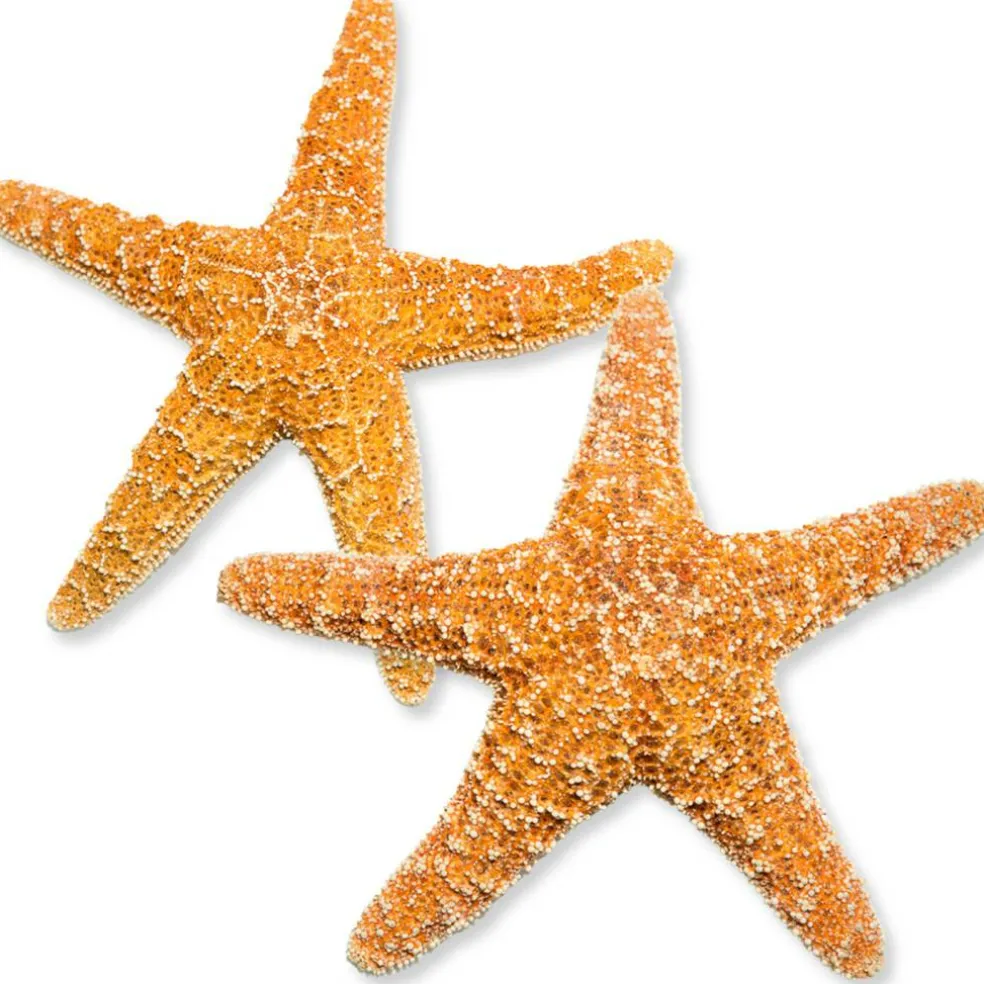Starfish 2 Real Large Brown Sugar Starfish 6" for Crafts and Decor