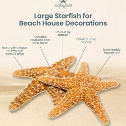 Starfish 2 Real Large Brown Sugar Starfish 6