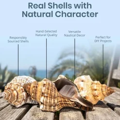 Striped Fox Seashell 3 Striped Fox Conch Seashells 4-5" 3 piece Set for Display