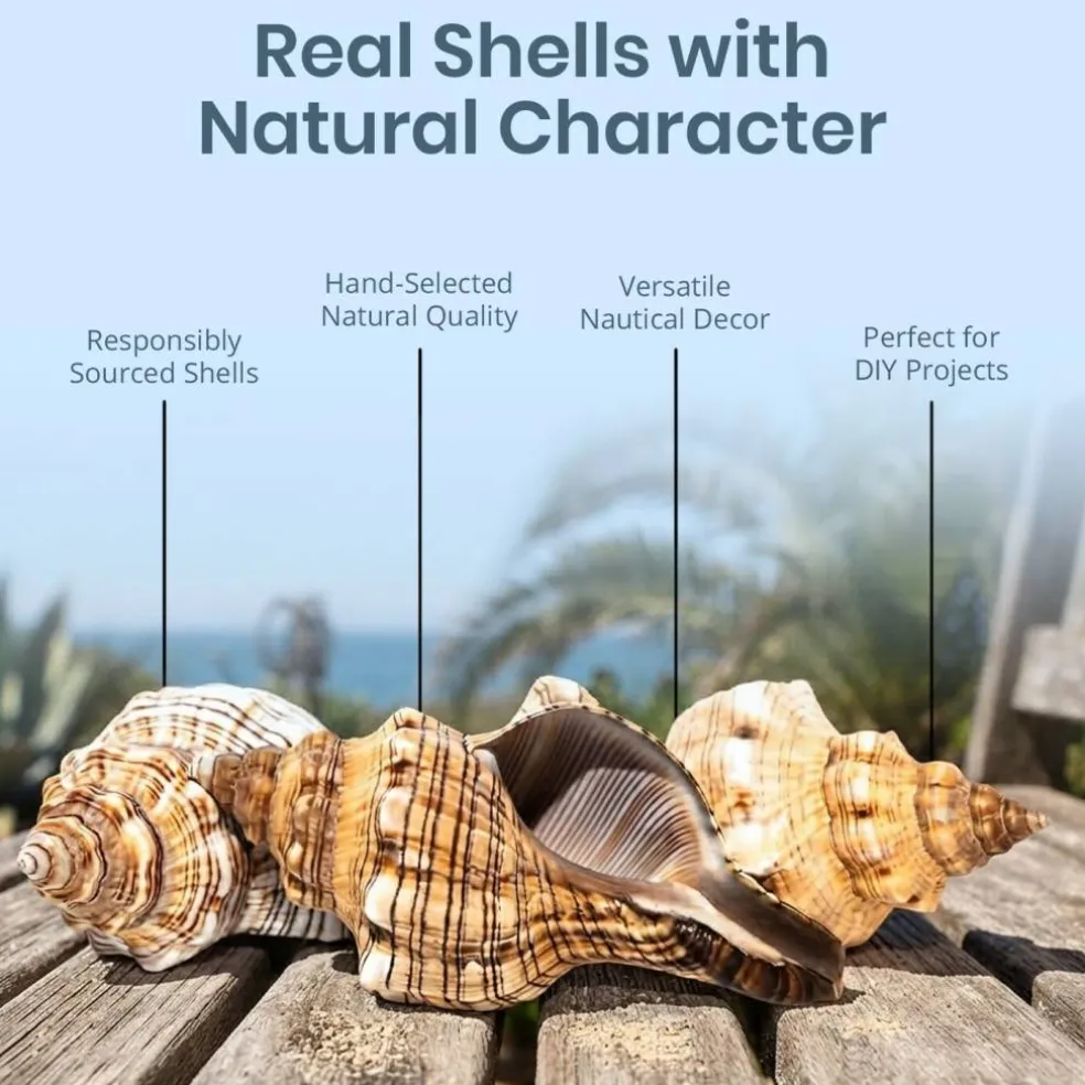 Striped Fox Seashell 3 Striped Fox Conch Seashells 4-5" 3 piece Set for Display