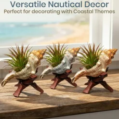 Striped Fox Seashell 3 Striped Fox Conch Seashells 4-5