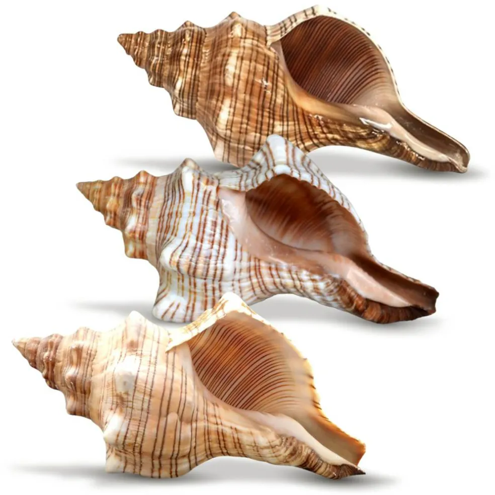 Striped Fox Seashell 3 Striped Fox Conch Seashells 4-5" 3 piece Set for Display