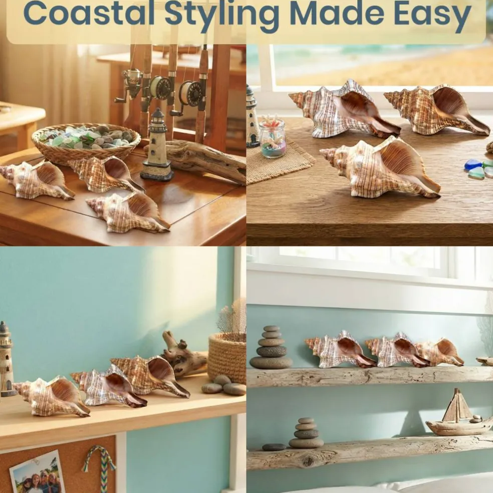 Striped Fox Seashell 3 Striped Fox Conch Seashells 4-5" 3 piece Set for Display