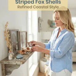 Striped Fox Seashell 3 Striped Fox Conch Seashells 4-5