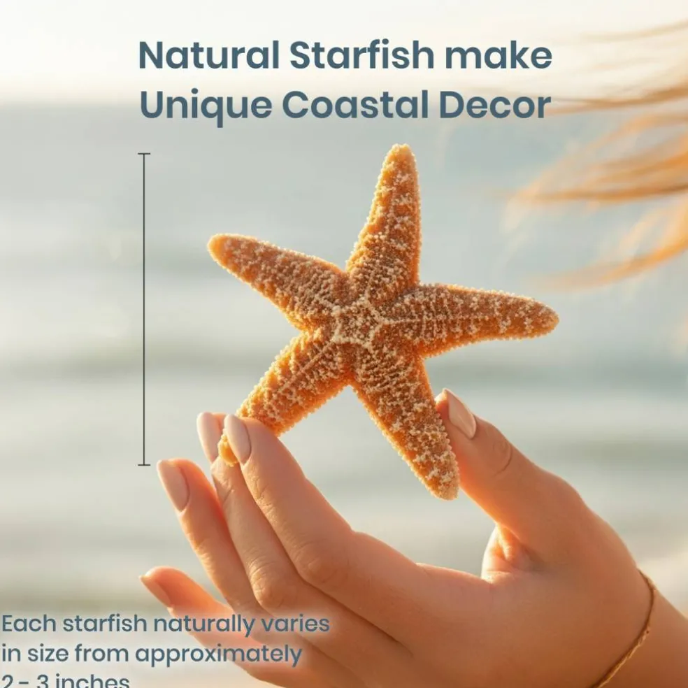 Sugar Starfish | 6 Brown Sugar Starfish 2"-3"