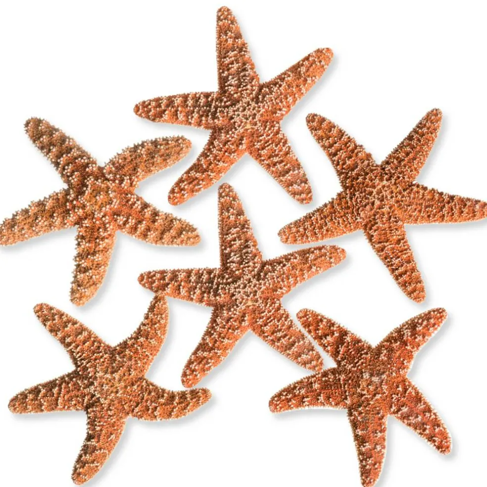 Sugar Starfish | 6 Brown Sugar Starfish 2"-3"