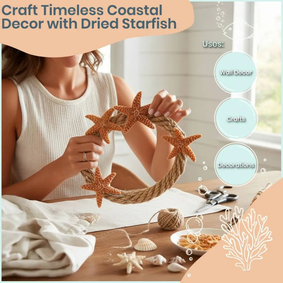 Sugar Starfish | 6 Brown Sugar Starfish 2"-3"