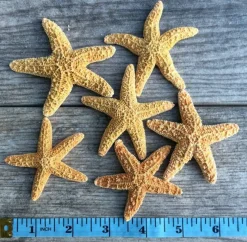 Sugar Starfish | 6 Brown Sugar Starfish 2