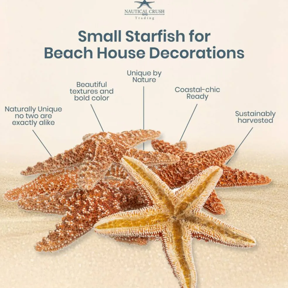 Sugar Starfish | 6 Brown Sugar Starfish 2"-3"