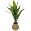 24" Tabletop Dracaena Plant in Woven Seagrass Pot by Ashland®