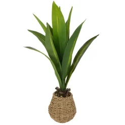 24" Tabletop Dracaena Plant in Woven Seagrass Pot by Ashland®