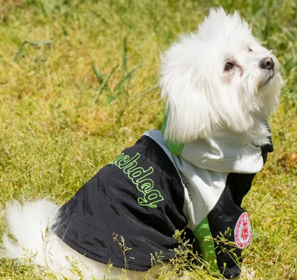 Touchdog Mount Pinnacle Pet Ski Jacket - Black
