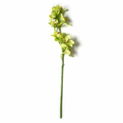 Tropical Cymbidium Stem by Ashland®