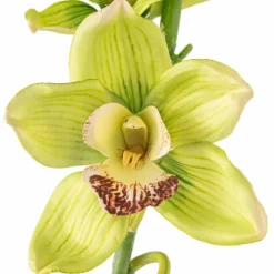 Tropical Cymbidium Stem by Ashland®