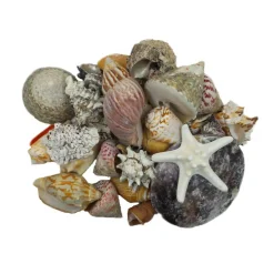 U.S. Shell Dark Shell Mix with Starfish Gift Pack
