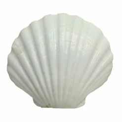 U.S. Shell Irish Deep Shell