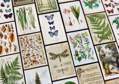 Vintage Collection Postcard Set: Pack of 30 Retro Style Botanical, Nature and Ephemera Postcards by Wintertime Crafts