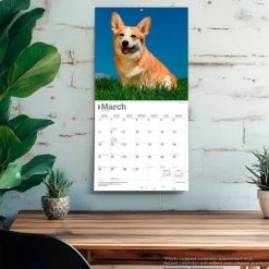 Welsh Corgis | 2027 12 x 24 Inch (Hanging) Monthly Square Wall Calendar | Plastic-Free