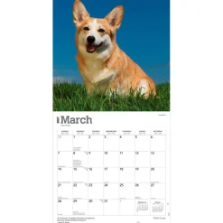 Welsh Corgis | 2027 12 x 24 Inch (Hanging) Monthly Square Wall Calendar | Plastic-Free