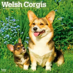 Welsh Corgis | 2027 12 x 24 Inch (Hanging) Monthly Square Wall Calendar | Plastic-Free