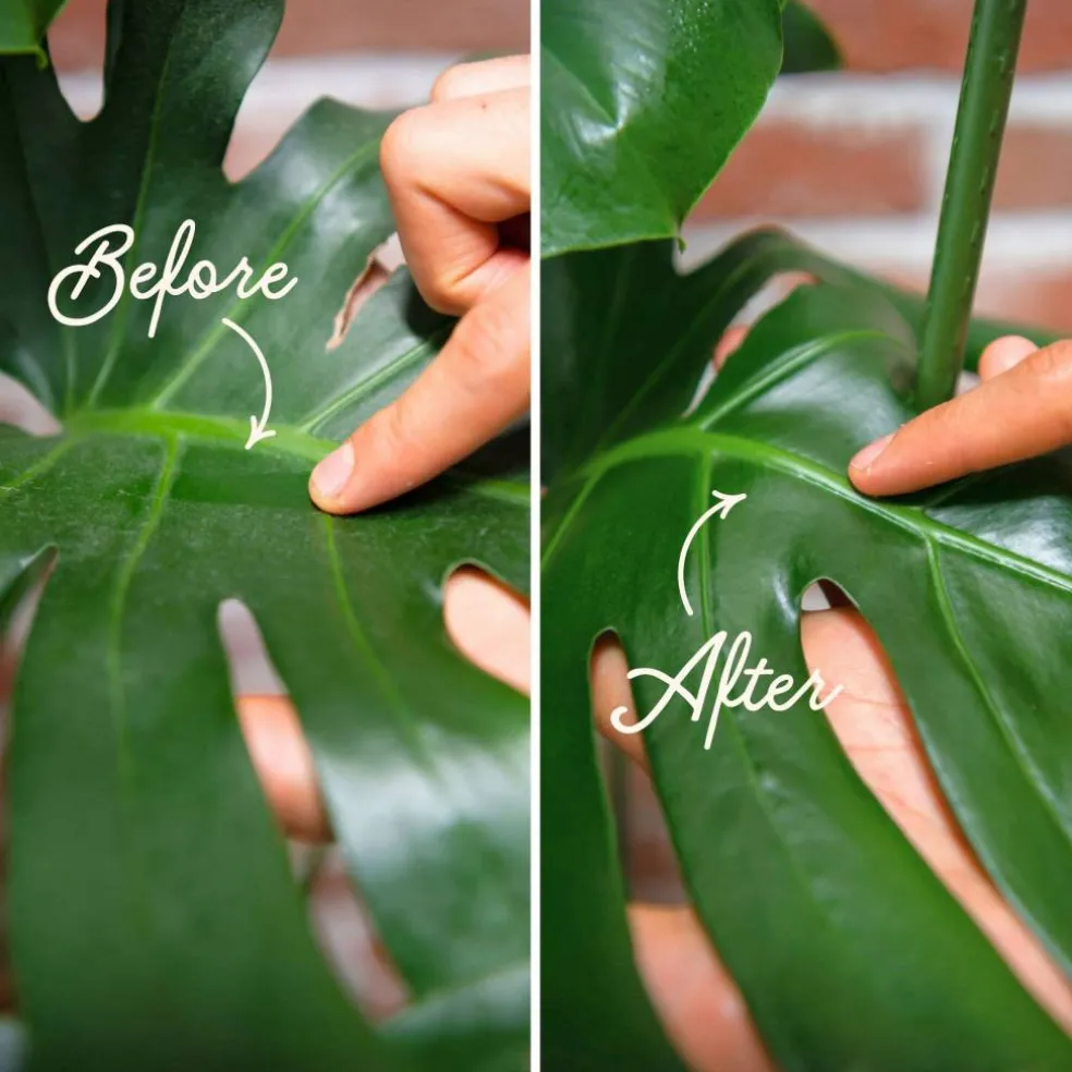 We The Wild™ Proud Plant Mum Leaf Care Kit