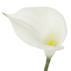 White Calla Lily Stem by Ashland®