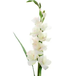 White Gladiolus Stem by Ashland®