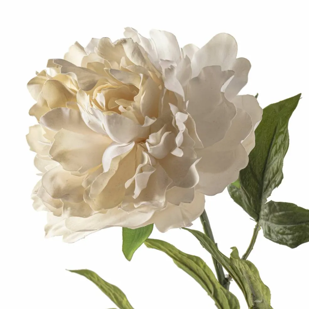 White Peony Stem by Ashland®