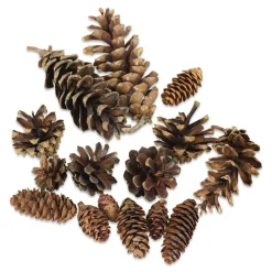 Winter Woods Pine Cones - Mixed Pine Cones, 16 Pieces