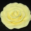 Yellow Large Gum Paste Roses 2 Inch Edible Cake Decorations – 2 Count
